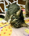 Yoda - Photo 5