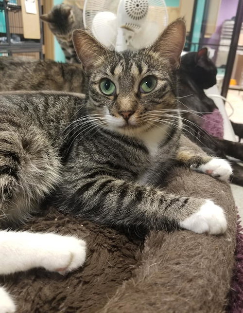 YODA - Tabby available for adoption