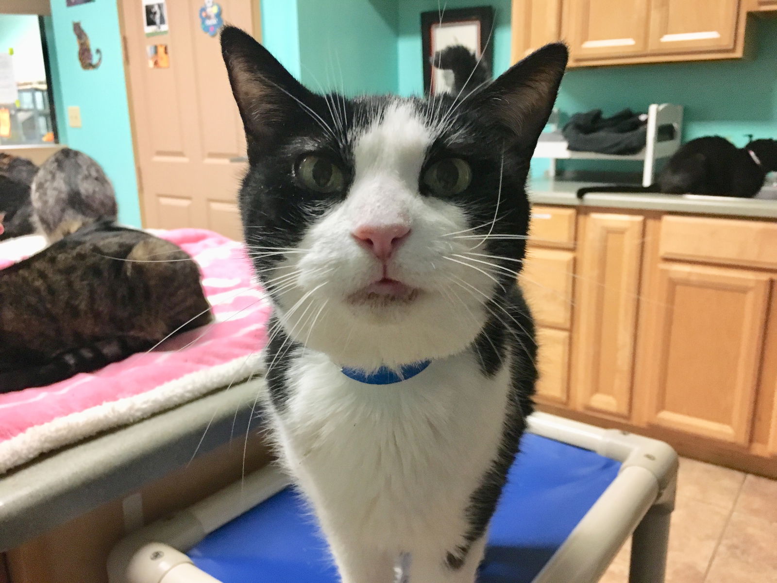 adoptable Cat in Naples, FL named Sammy