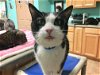 adoptable Cat in naples, FL named Sammy