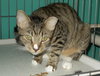 Gus - Photo 2