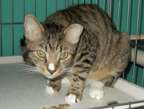 GUS - American Shorthair available for adoption