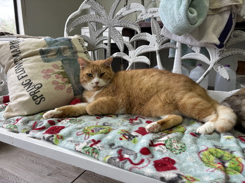 BOBBY FLAY - Tabby available for adoption