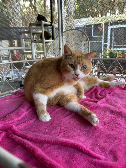 BOBBY FLAY - Tabby available for adoption