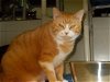 adoptable Cat in naples, fl, FL named Bobby Flay