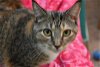 adoptable Cat in naples, fl, FL named China Cat