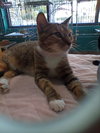 China Cat - Photo 3