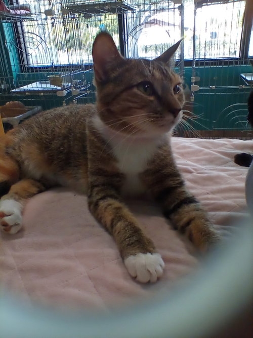Photo 3 of China Cat