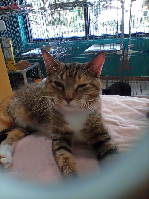 CHINA CAT - American Shorthair available for adoption