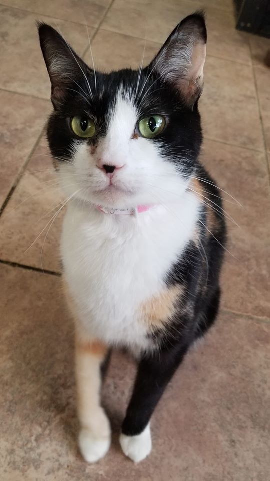 adoptable Cat in Naples, FL named Lolita