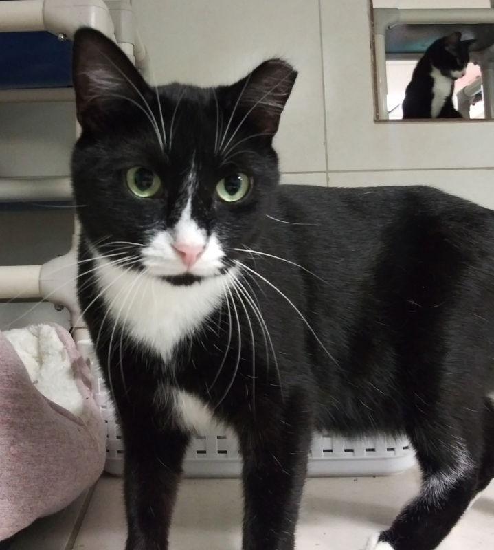 adoptable Cat in Naples, FL named Ratty