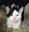 Mae Mae - Photo 3