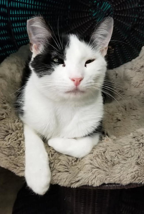 MAE MAE - American Shorthair available for adoption