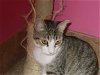 adoptable Cat in naples, FL named Belinda