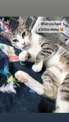 adoptable Cat in Naples, FL named Belinda