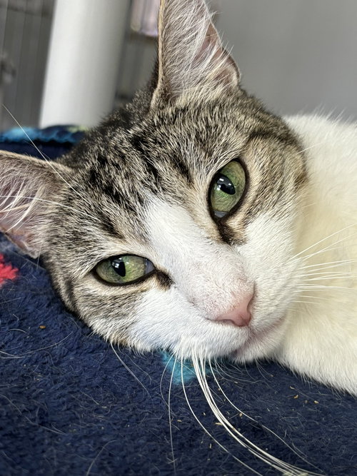 BELINDA - American Shorthair available for adoption