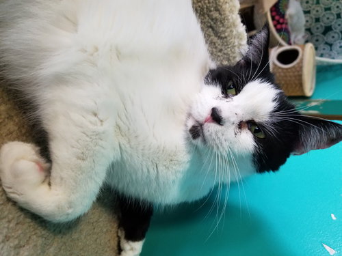 ROMEO - American Shorthair available for adoption