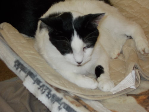 Photo 3 of Romeo