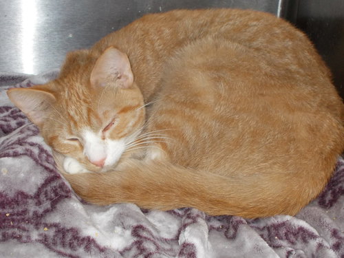 VANNA WHITE - Tabby available for adoption