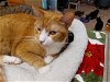 adoptable Cat in naples, FL named Vanna White