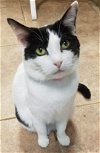 adoptable Cat in naples, FL named Linda