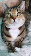 adoptable Cat in naples, FL named Jewel