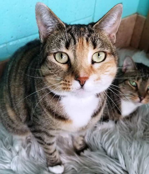 JEWEL - Calico available for adoption