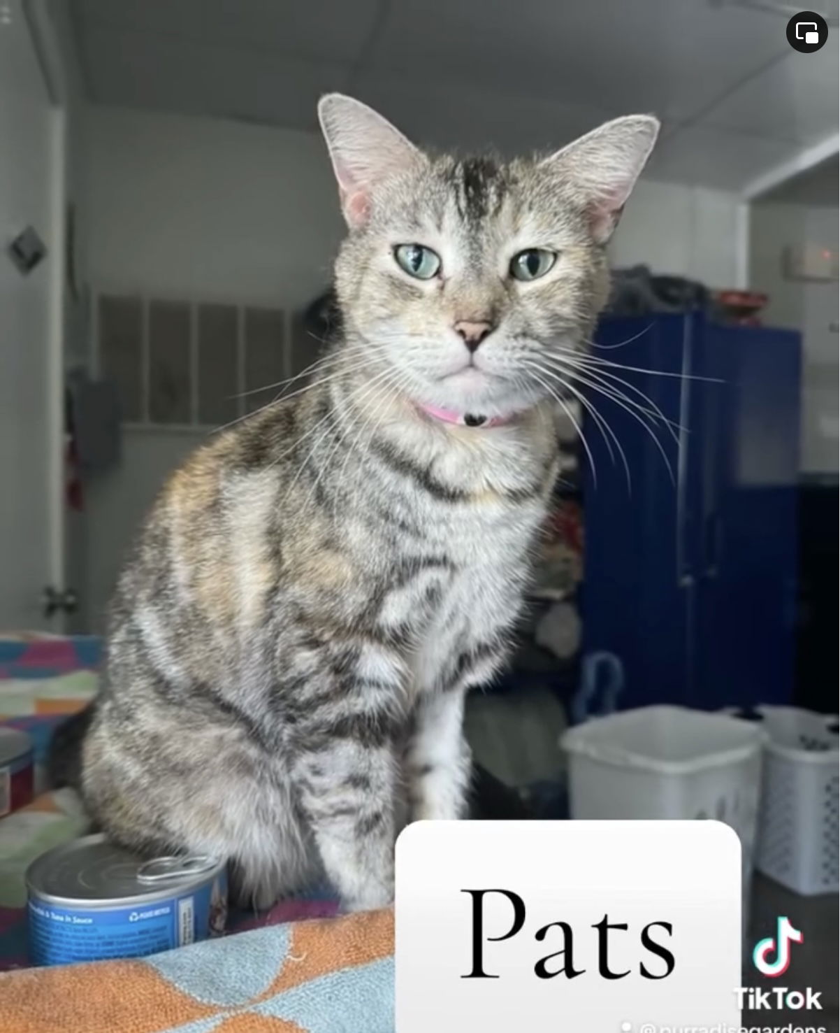 adoptable Cat in Naples, FL named Pats