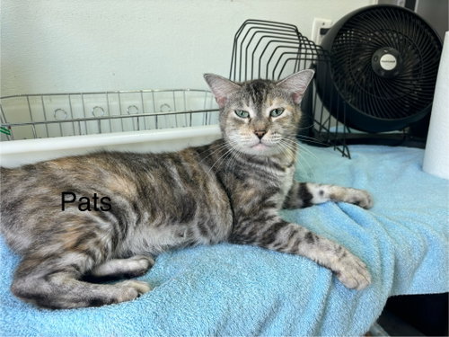 Photo 6 of Pats