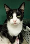 adoptable Cat in naples, FL named Syd