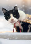 adoptable Cat in Naples, FL named Syd