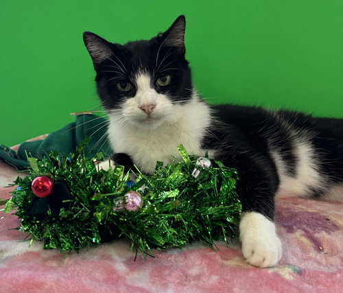SYD - Tuxedo available for adoption