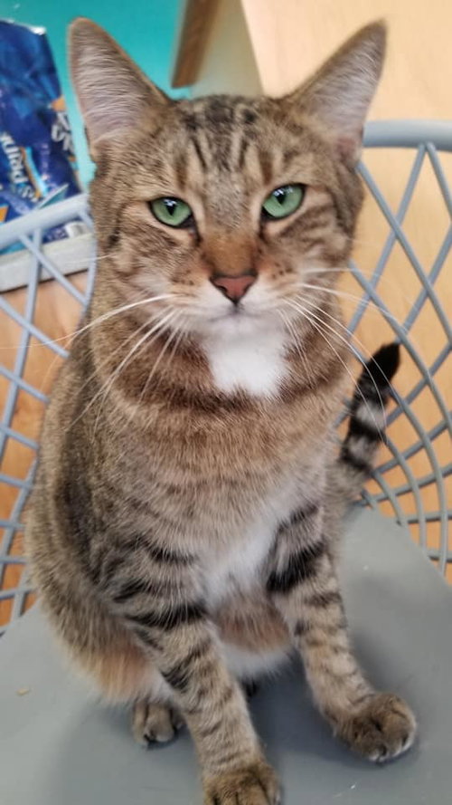GREEN EYES - American Shorthair available for adoption