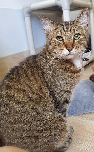 GREEN EYES - American Shorthair available for adoption
