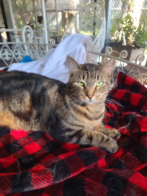 MARBLES - American Shorthair available for adoption