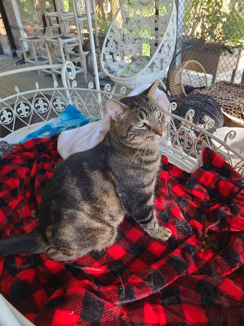 MARBLES - American Shorthair available for adoption