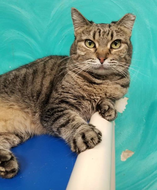 SKOOTER - American Shorthair available for adoption