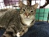 adoptable Cat in naples, FL named Faulkner