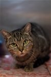 adoptable Cat in naples, fl, FL named Chatty Cathy