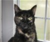 adoptable Cat in naples, FL named Kori