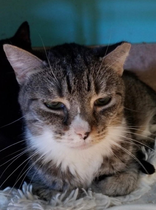 MAX - American Shorthair available for adoption