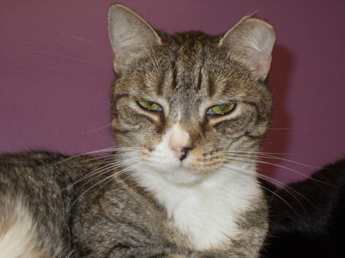 MAX - American Shorthair available for adoption