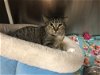 adoptable Cat in naples, FL named Harper
