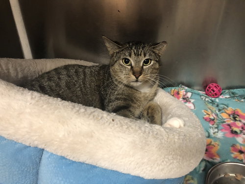 HARPER - American Shorthair available for adoption