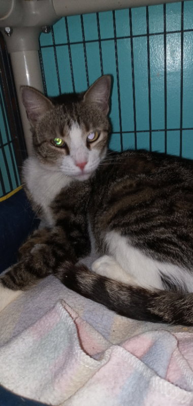 POSSUM - American Shorthair available for adoption