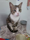 Possum - Photo 2