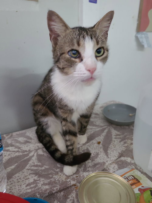 POSSUM - American Shorthair available for adoption