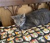 adoptable Cat in naples, FL named Hannah