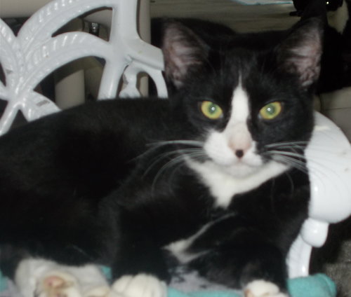 MECCA - American Shorthair available for adoption