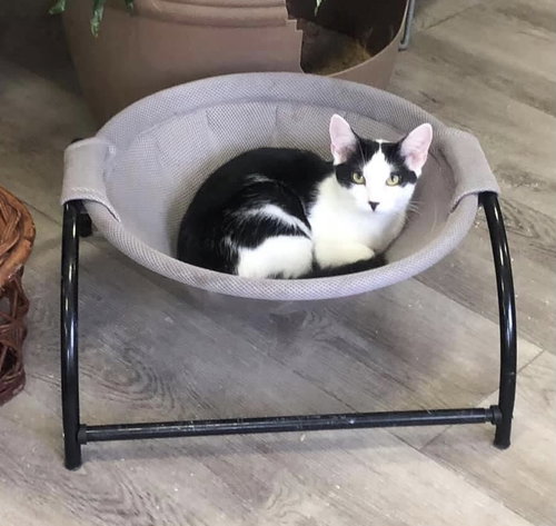 TED - American Shorthair available for adoption